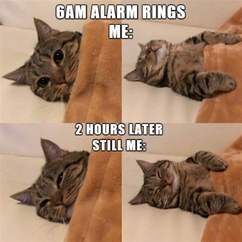 funny cat memes.